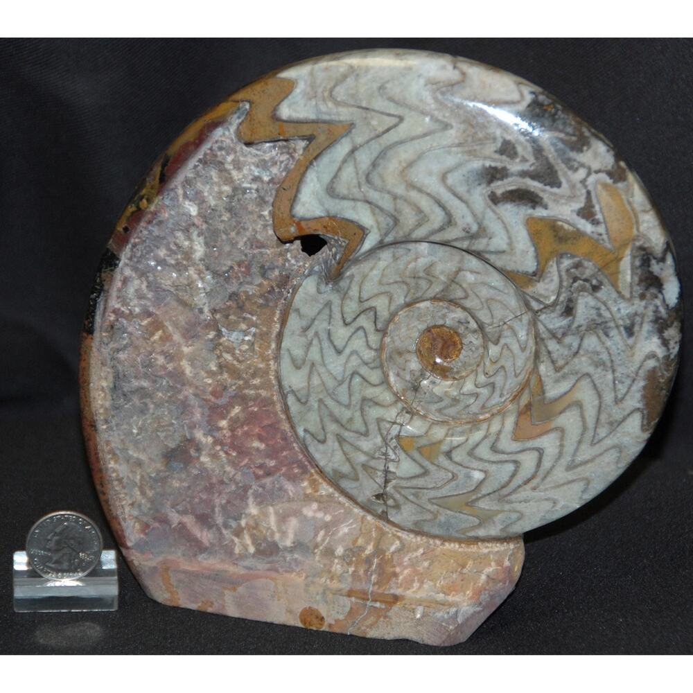 Shell Fossil, Upright | Ammonite Goniatite Standup, Nautilus, Moroccan